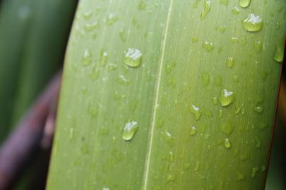 Fotografia da espécie Phormium colensoi