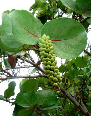 Fotografia 1 da espécie Coccoloba uvifera no Jardim Botânico UTAD