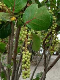 Fotografia da espécie Coccoloba uvifera