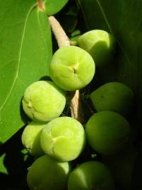 Fotografia da espécie Coccoloba uvifera