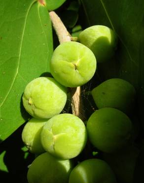 Fotografia 3 da espécie Coccoloba uvifera no Jardim Botânico UTAD