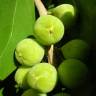 Fotografia 3 da espécie Coccoloba uvifera do Jardim Botânico UTAD