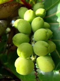 Fotografia da espécie Coccoloba uvifera