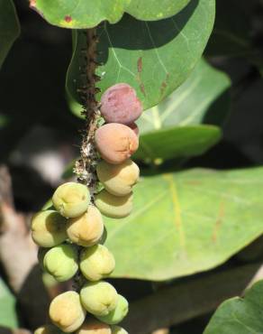 Fotografia 6 da espécie Coccoloba uvifera no Jardim Botânico UTAD