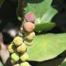 Fotografia 6 da espécie Coccoloba uvifera do Jardim Botânico UTAD