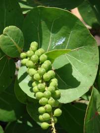 Fotografia da espécie Coccoloba uvifera