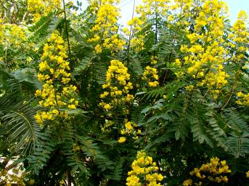 Fotografia da espécie Senna spectabilis