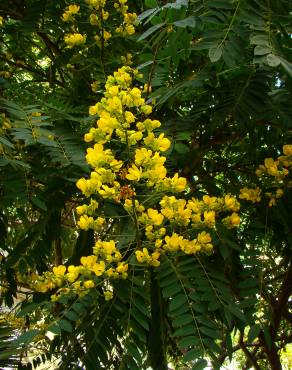 Fotografia 1 da espécie Senna spectabilis no Jardim Botânico UTAD