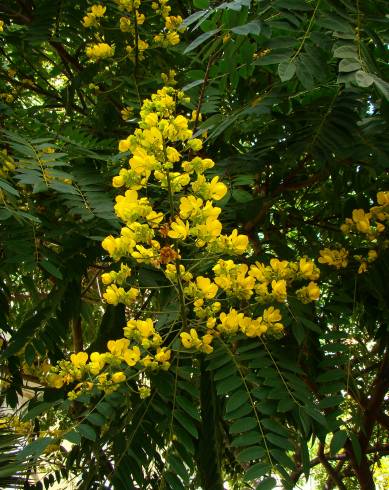 Fotografia de capa Senna spectabilis - do Jardim Botânico