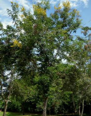 Fotografia 3 da espécie Senna spectabilis no Jardim Botânico UTAD