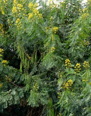 Fotografia 4 da espécie Senna spectabilis no Jardim Botânico UTAD