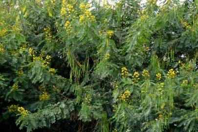 Fotografia da espécie Senna spectabilis