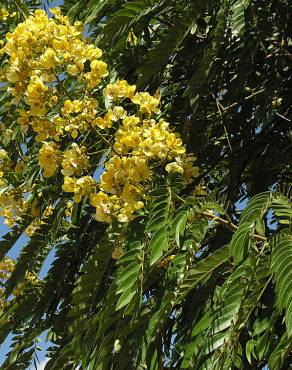 Fotografia 5 da espécie Senna spectabilis no Jardim Botânico UTAD