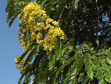 Fotografia da espécie Senna spectabilis