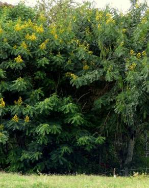 Fotografia 6 da espécie Senna spectabilis no Jardim Botânico UTAD