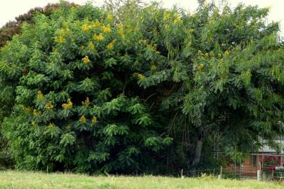 Fotografia da espécie Senna spectabilis