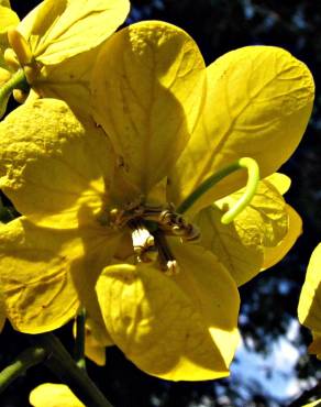 Fotografia 7 da espécie Senna spectabilis no Jardim Botânico UTAD