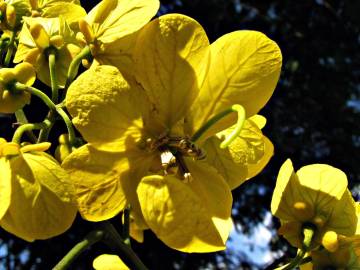 Fotografia da espécie Senna spectabilis