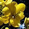 Fotografia 7 da espécie Senna spectabilis do Jardim Botânico UTAD