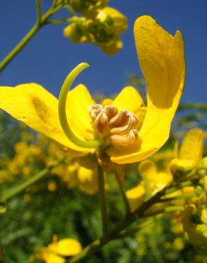 Fotografia 8 da espécie Senna spectabilis no Jardim Botânico UTAD