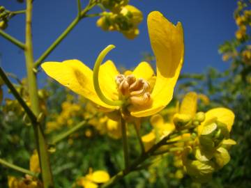 Fotografia da espécie Senna spectabilis