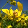 Fotografia 8 da espécie Senna spectabilis do Jardim Botânico UTAD