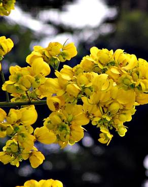 Fotografia 9 da espécie Senna spectabilis no Jardim Botânico UTAD