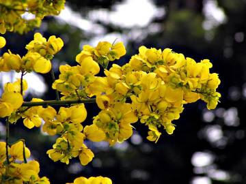 Fotografia da espécie Senna spectabilis