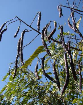 Fotografia 10 da espécie Senna spectabilis no Jardim Botânico UTAD