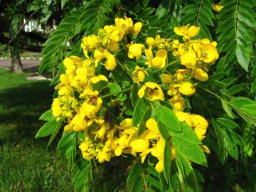 Fotografia da espécie Senna spectabilis