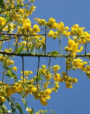 Fotografia 12 da espécie Senna spectabilis no Jardim Botânico UTAD