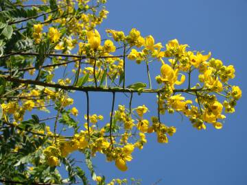 Fotografia da espécie Senna spectabilis