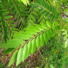 Fotografia da espécie Senna spectabilis