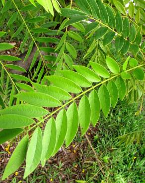 Fotografia 13 da espécie Senna spectabilis no Jardim Botânico UTAD