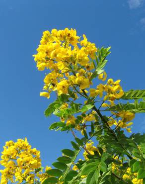 Fotografia 14 da espécie Senna spectabilis no Jardim Botânico UTAD