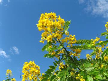 Fotografia da espécie Senna spectabilis