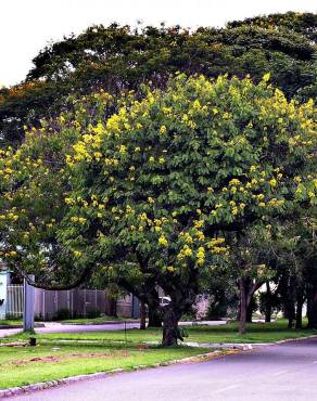 Fotografia 15 da espécie Senna spectabilis no Jardim Botânico UTAD