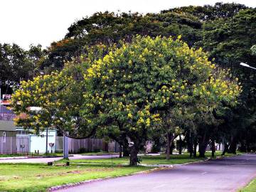 Fotografia da espécie Senna spectabilis