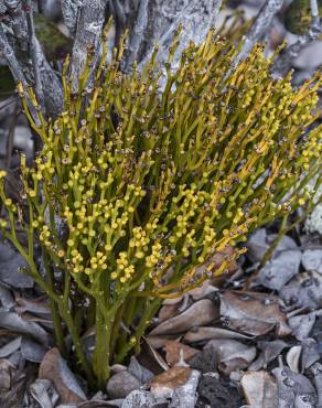 Fotografia 14 da espécie Psilotum nudum no Jardim Botânico UTAD