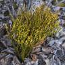 Fotografia 14 da espécie Psilotum nudum do Jardim Botânico UTAD