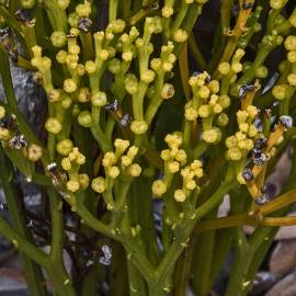 Fotografia da espécie Psilotum nudum