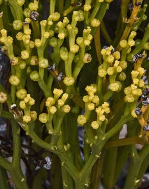 Fotografia 15 da espécie Psilotum nudum no Jardim Botânico UTAD