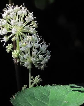 Fotografia 1 da espécie Aralia californica no Jardim Botânico UTAD