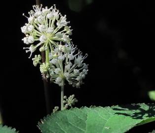 Fotografia da espécie Aralia californica