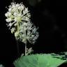 Fotografia 1 da espécie Aralia californica do Jardim Botânico UTAD