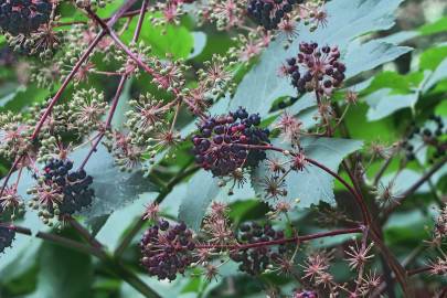 Fotografia da espécie Aralia californica