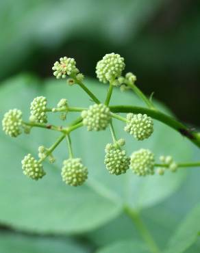 Fotografia 3 da espécie Aralia californica no Jardim Botânico UTAD