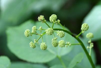 Fotografia da espécie Aralia californica