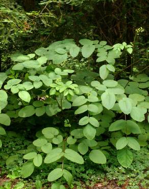 Fotografia 5 da espécie Aralia californica no Jardim Botânico UTAD