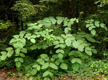 Fotografia da espécie Aralia californica